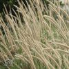 Pennisetum Macrourum